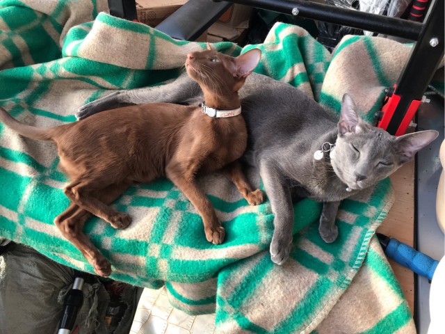 Кошки породы Ликой