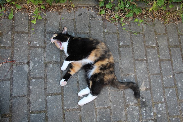 Котейка, который не знает как лежат котейки