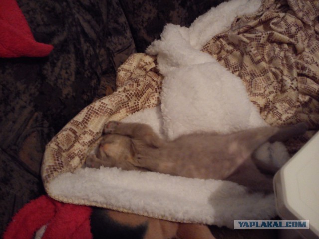 Котовторник   17.12.2013