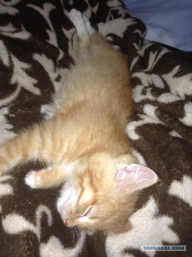 Котовторник 4.02.2014