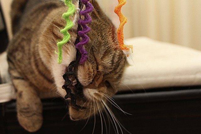 Котовторник 25.02.2014