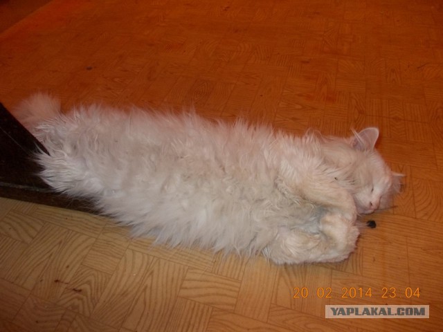 Котовторник  08.04.2014