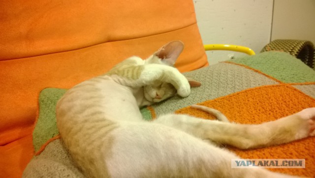 Котовторник 6.05.2014