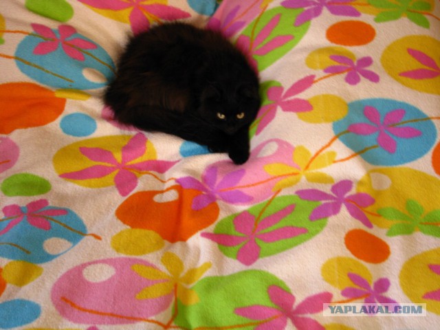 Сделал кроватку для котенка.