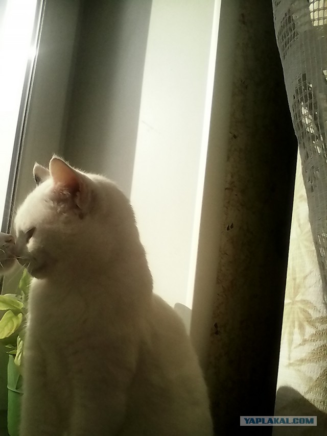 Котовторник 26.08.14.