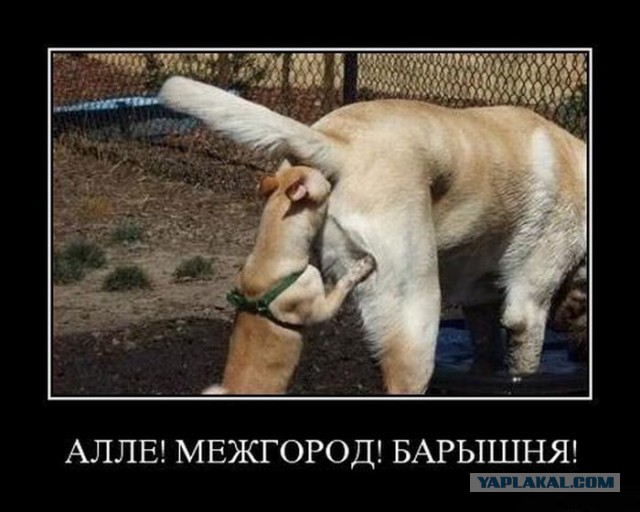 Картинки с утра.
