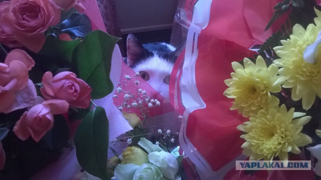 Котовторник 16.09.14