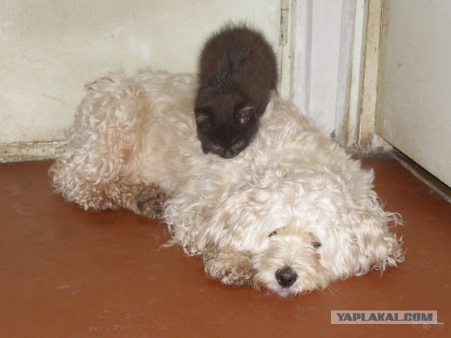 Котовторник 2.12.14