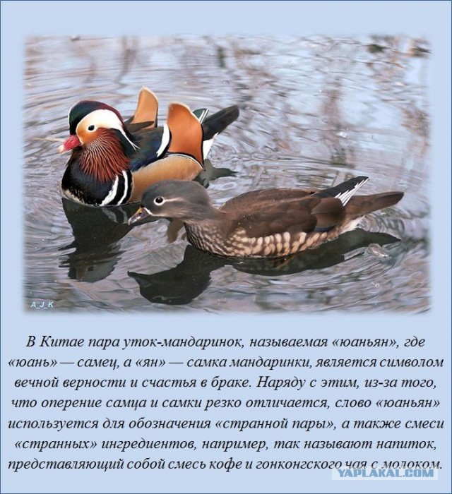 20 фактов обо всем