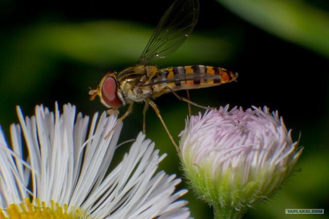 Если выйти во двор с макрообъективом, то...