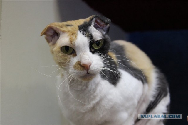 Котовторник 24.03.2015