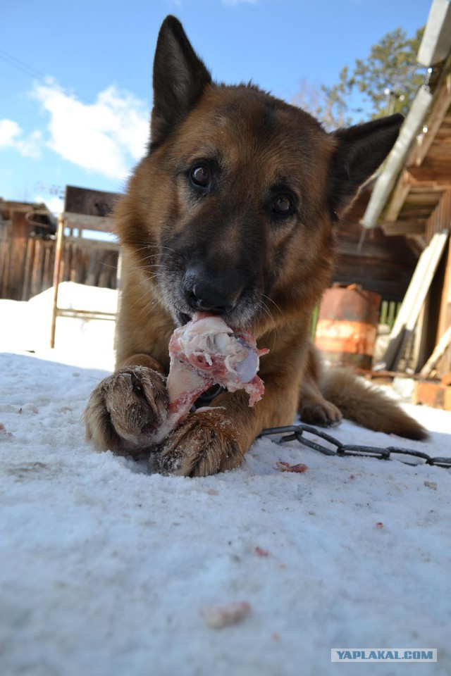 Же не манж па сис жур..