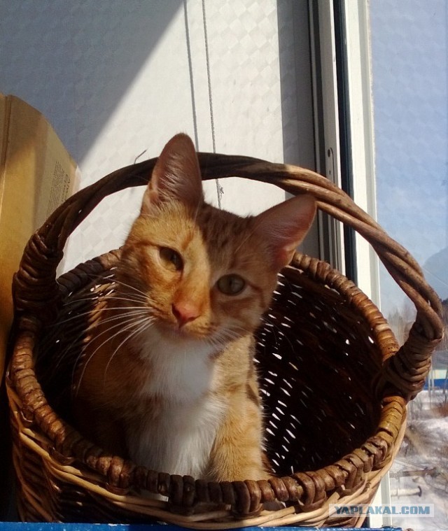 Котовторник 12.03.13