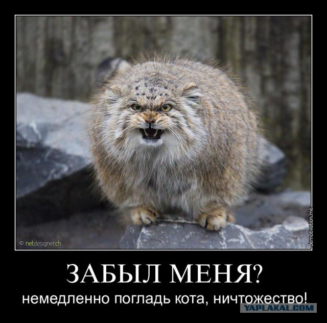 Самая маленькая дикая кошка