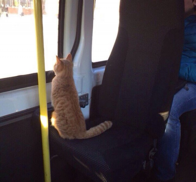 Котэподборка