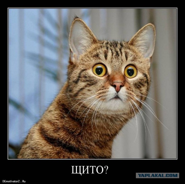 Как Боженька дуру покарал