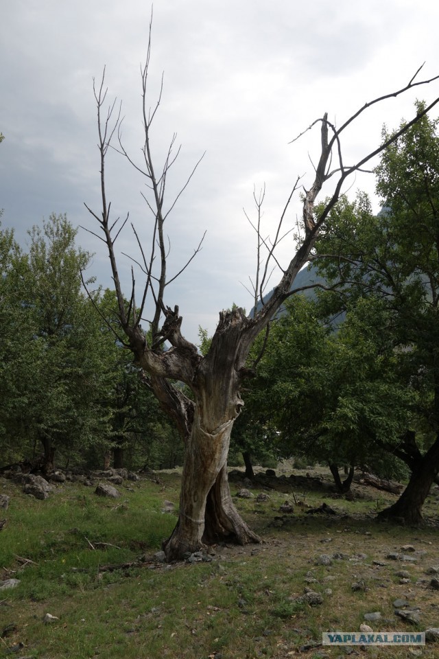 Алтай