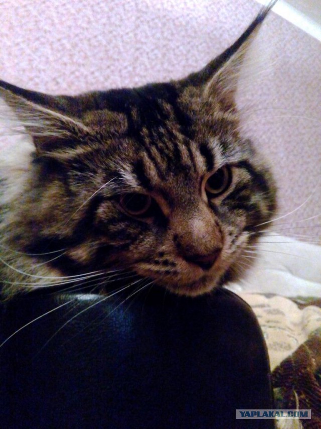 Котовторник