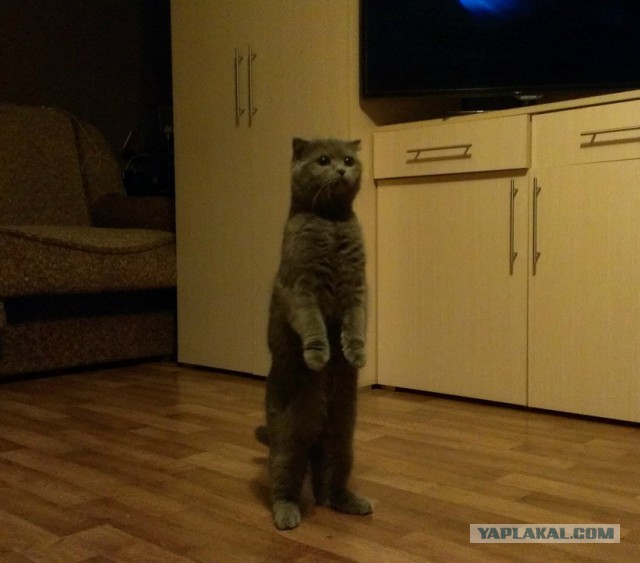 Удивление по-кошачьи