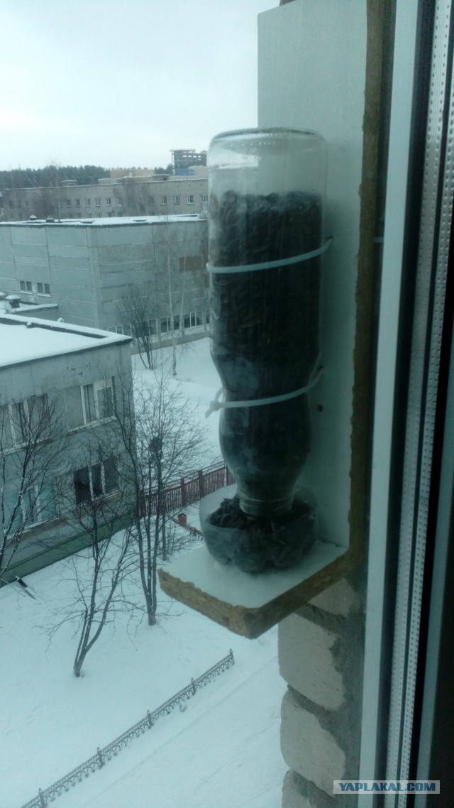 Кормушка для птиц  за выходные