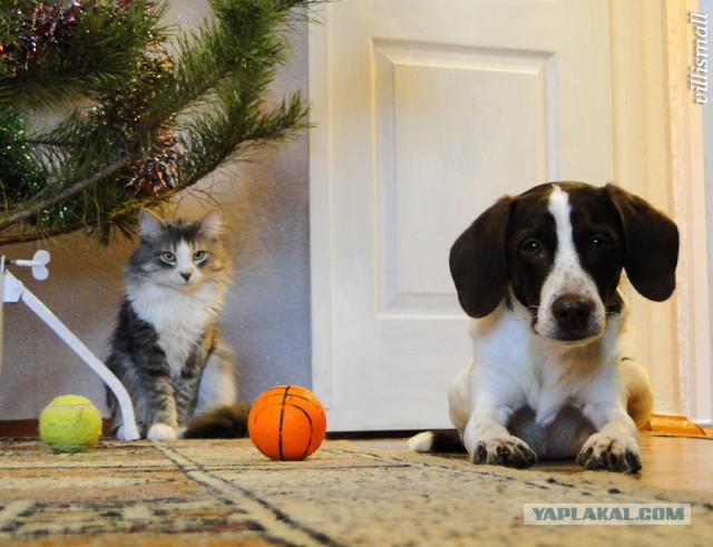 Вот и меня предали...