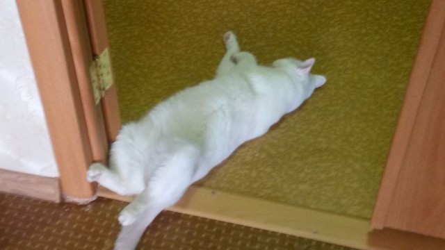 Котовторник. Алиса. Одно из лучших творений природы.
