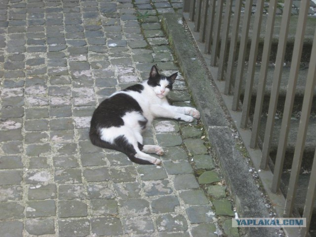 Котовторник 09.08.2016