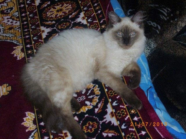 Котовтоник 29.11.2016.