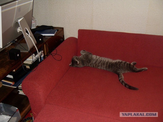 Котовторник 07.02.2017