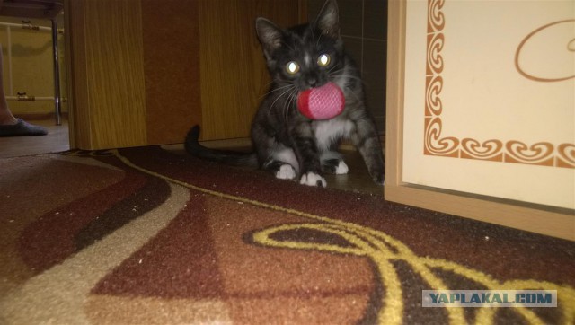 Котовторник 28.02.2017