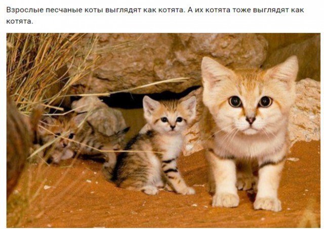 Подборка интересных и веселых картинок