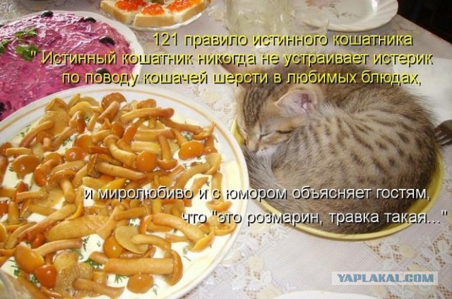 Деградации ЯПу