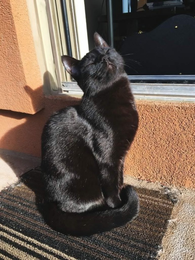 Коты и Кошки