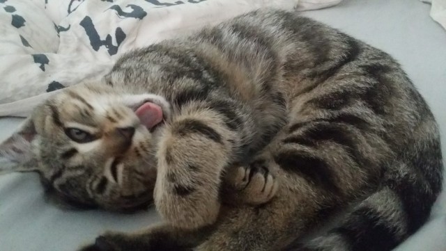 Коты и Кошки