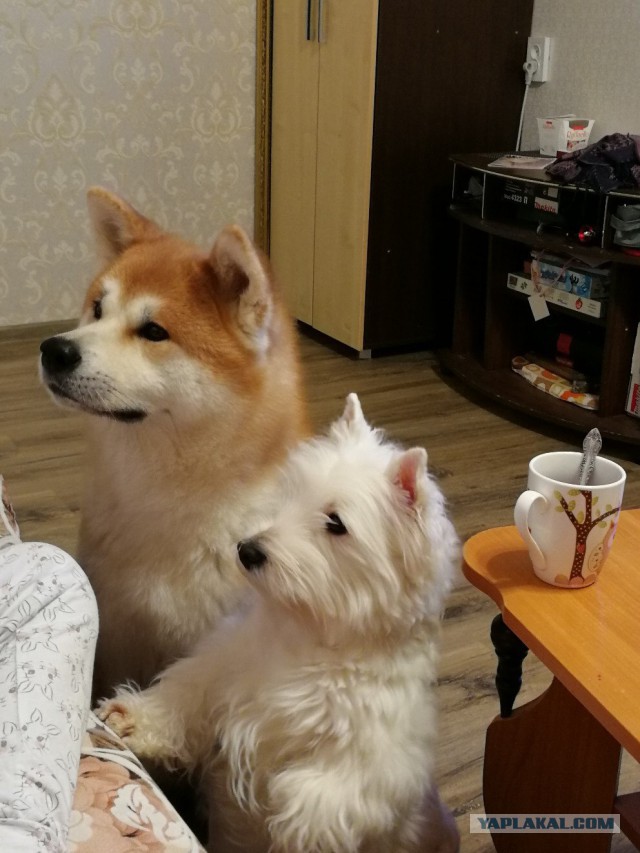 Ньюфаундленд - идеальная собака для семьи