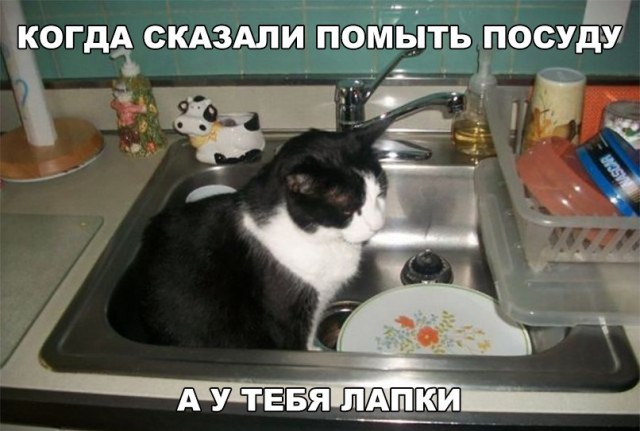 Прикольных котов пост