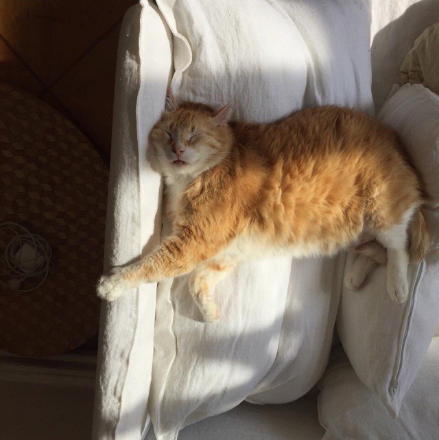 Прикольных котов пост
