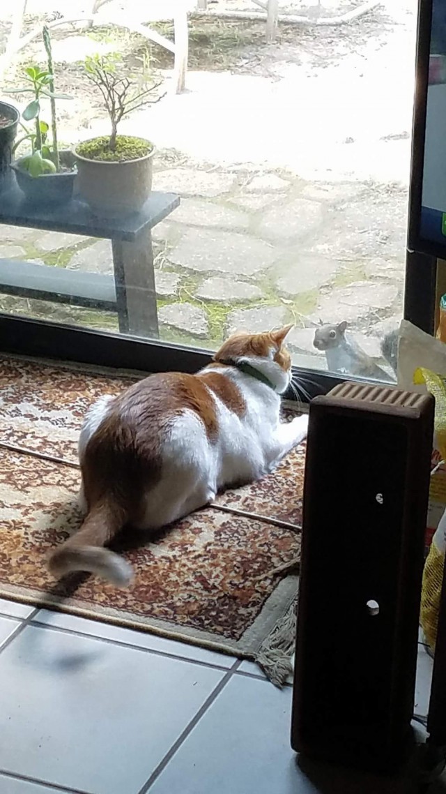 Фотобомбы котов