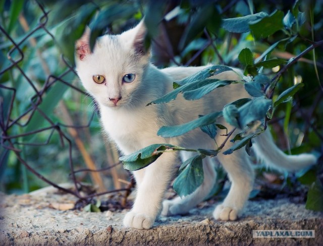 Котовторник в ЯПонии (58 фот)