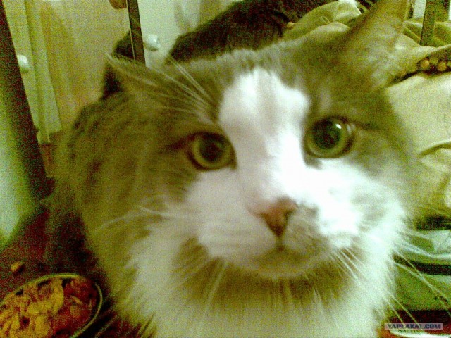 Котовторник на 29 июня