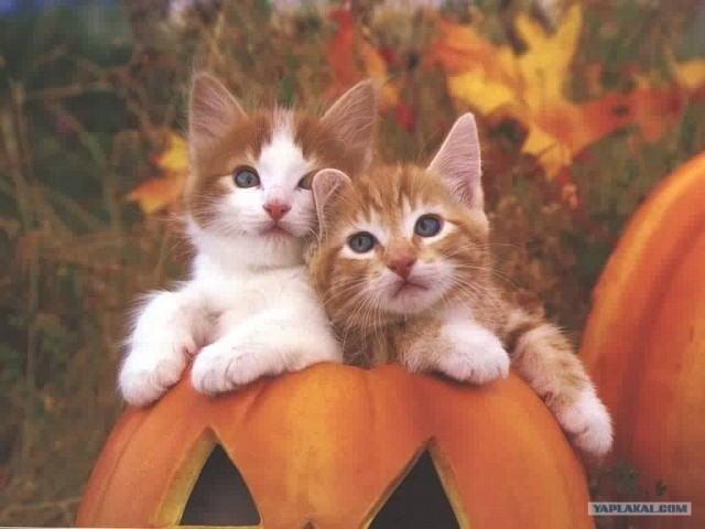 Котовторник так котовторник!