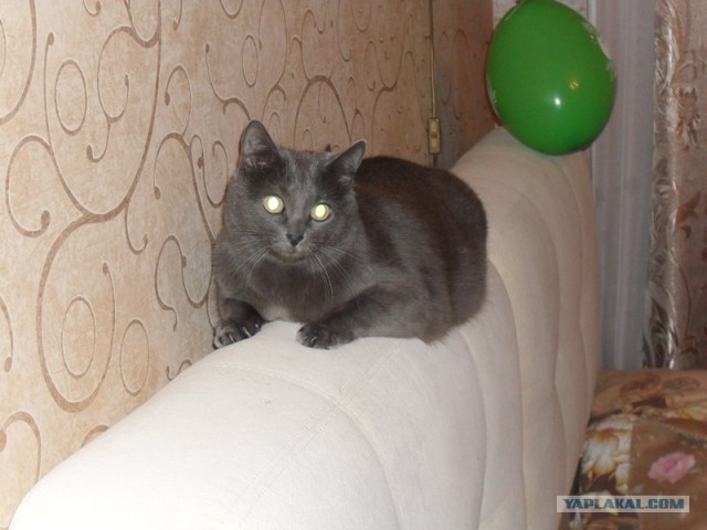 Котовторник! 08.11.11