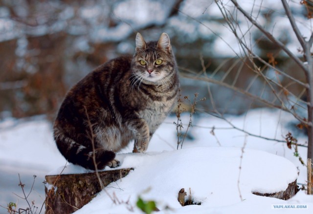 Котовторник (10.01.2012)
