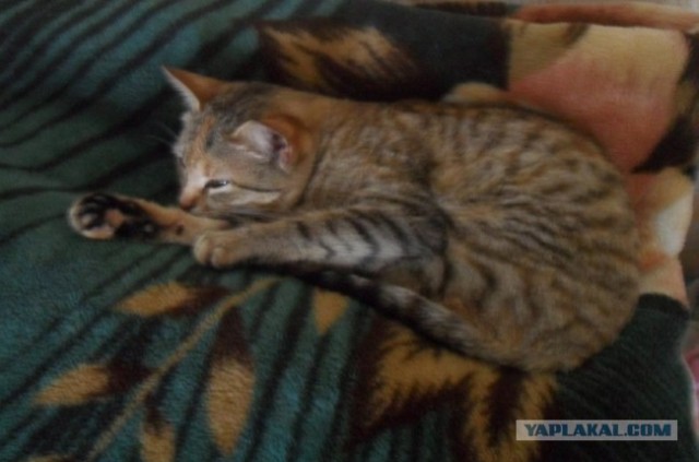 Котовторник 10.04.2012