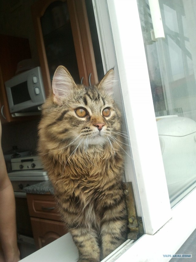 Котовторник 1 мая 2012