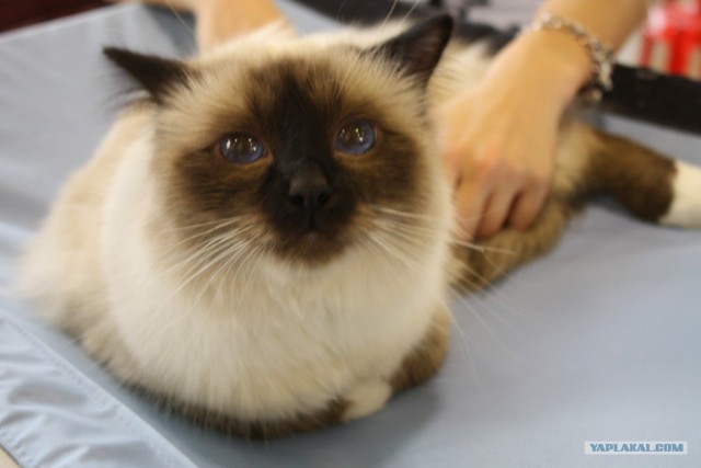 Котовторник 22.05.2012