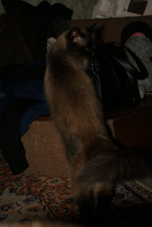 Котовторник 24.07.2012