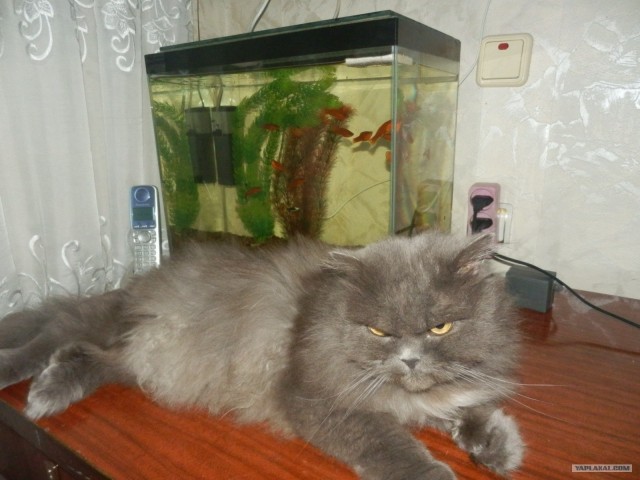 Котовторник 07.08.2012