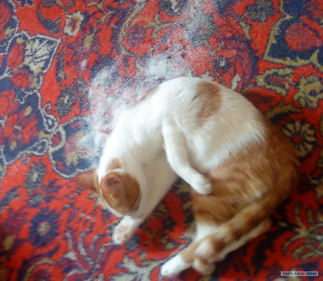 Котовторник  16.10.12
