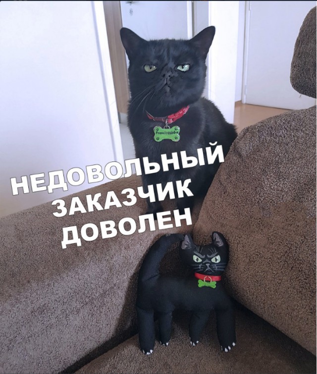 Забавные фото котеек